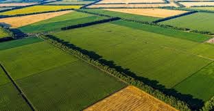 Crops